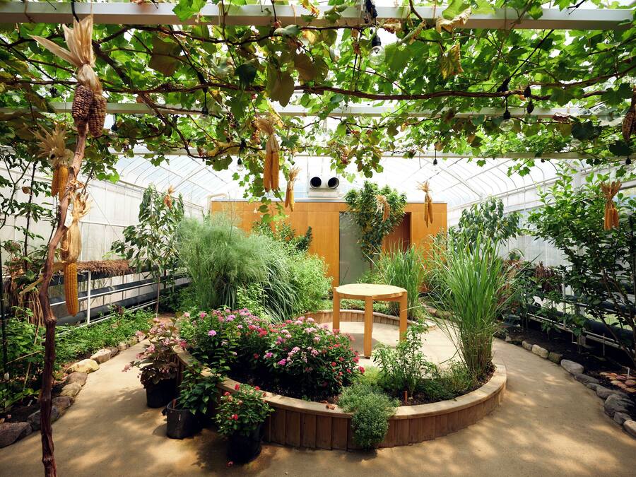 Un invernadero con diversas plantas, incluyendo mazorcas de maíz, y un banco de madera.