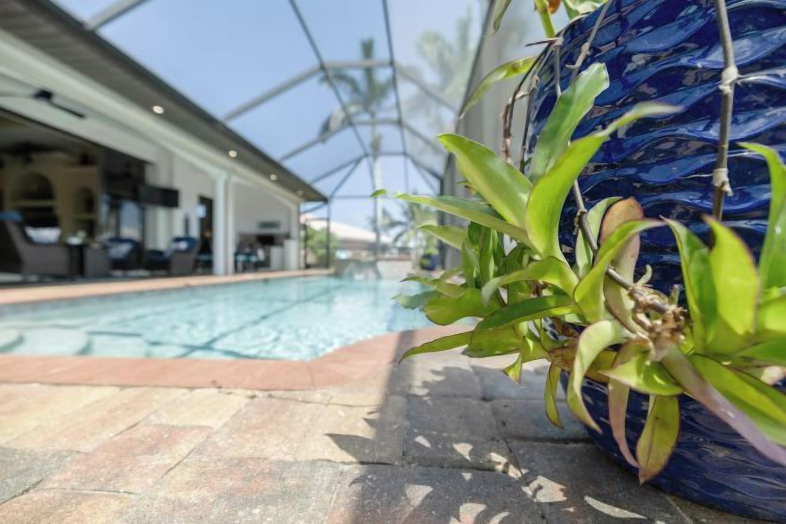 Zona de piscina con una planta y un jarrón azul.