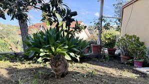 Un jardin avec un chat, des plantes en pot et un bâtiment en arrière-plan.