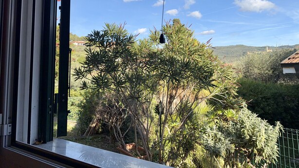 De la fenêtre, on peut admirer un jardin luxuriant, avec une variété de plantes et d’arbres, un ciel bleu dégagé et des bâtiments situés au loin.