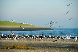 Beach - Comfortable apartment Wad Amelander Kaap, near village, dunes and beach. (Hollum)