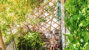 Un espacio exterior estrecho con una estructura de plantas trepadoras, una bicicleta y una manguera.