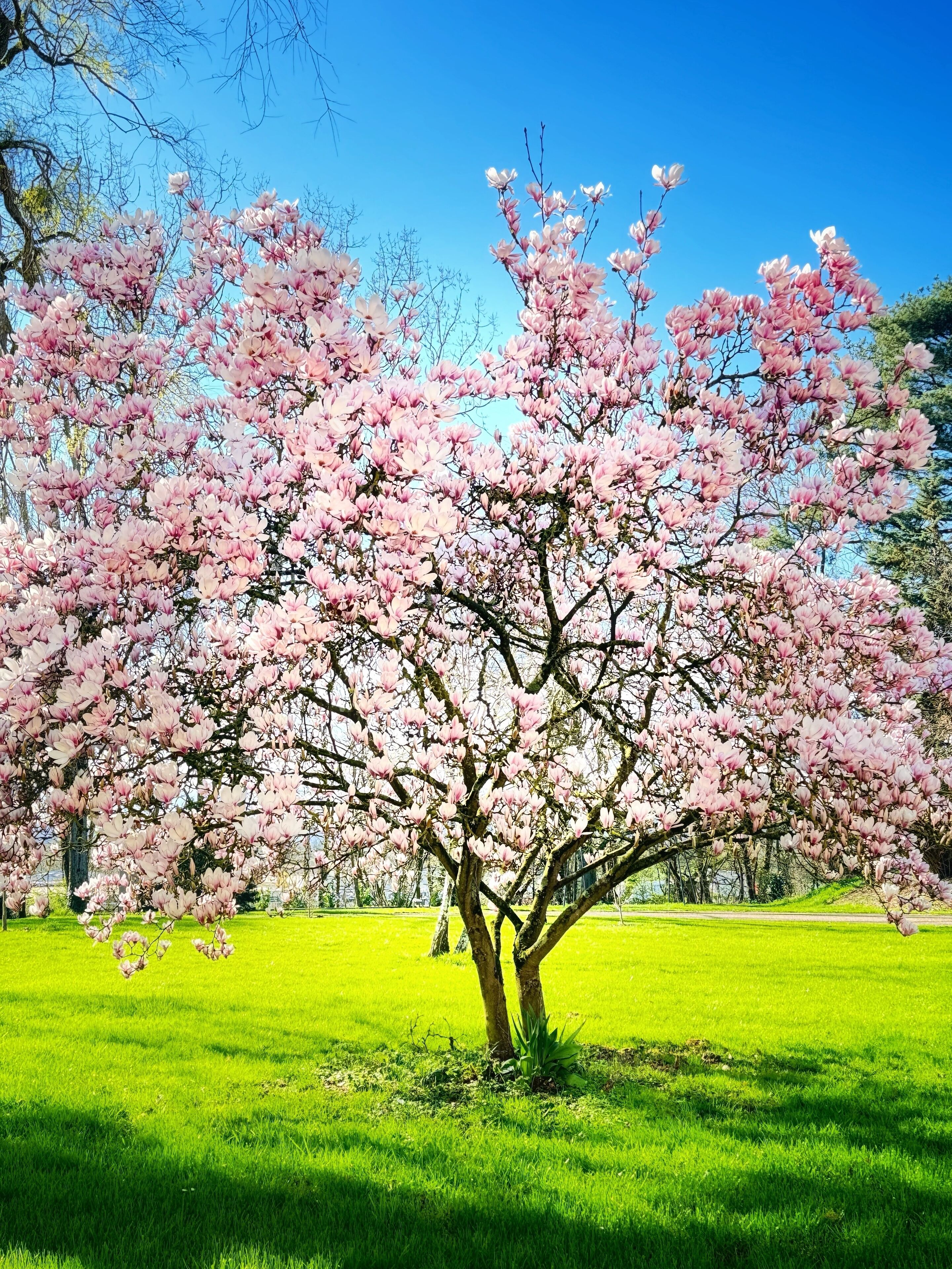 Un parco con un grande albero in piena fioritura, circondato da erba verde e altri alberi.