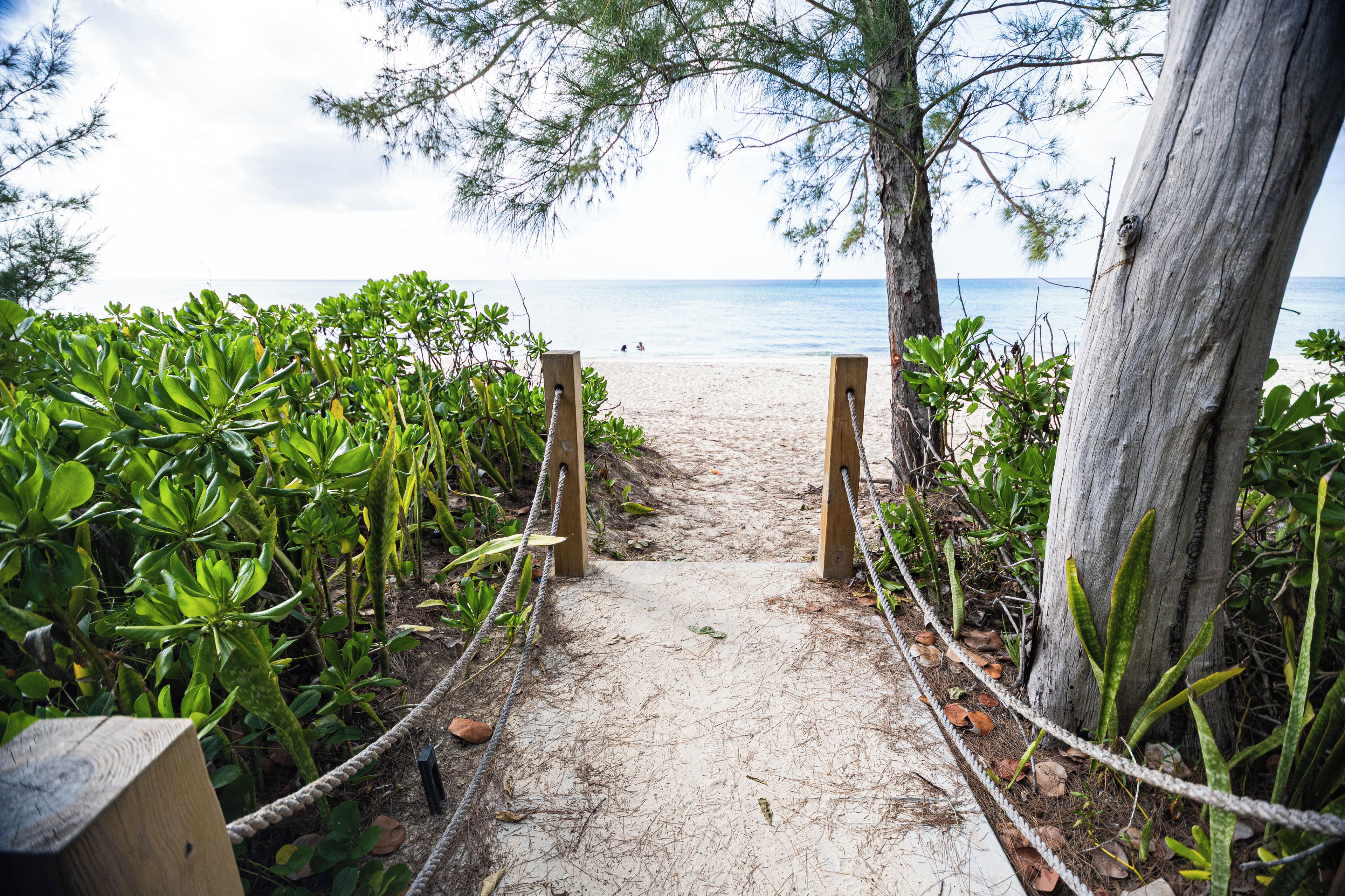 A pathway leading to a beach with a rope barrier, surrounded by greenery.