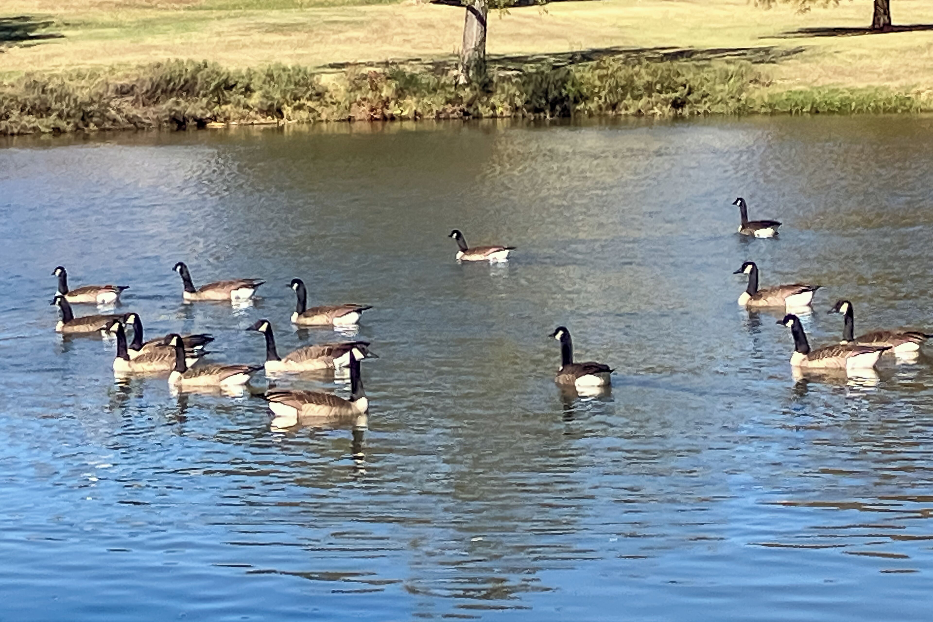 A group of geese swimming in a calm body of water.