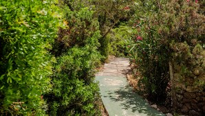 Un sendero estrecho bordeado por abundante vegetación y un muro de piedra.