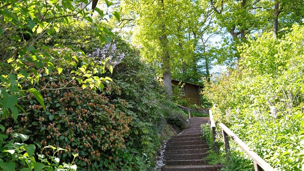 Un escalier entouré d’une végétation luxuriante et d’arbres.