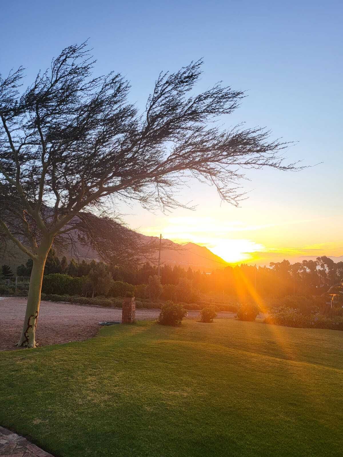 Eine baumbestandene Wiese mit Sonnenuntergang im Hintergrund.