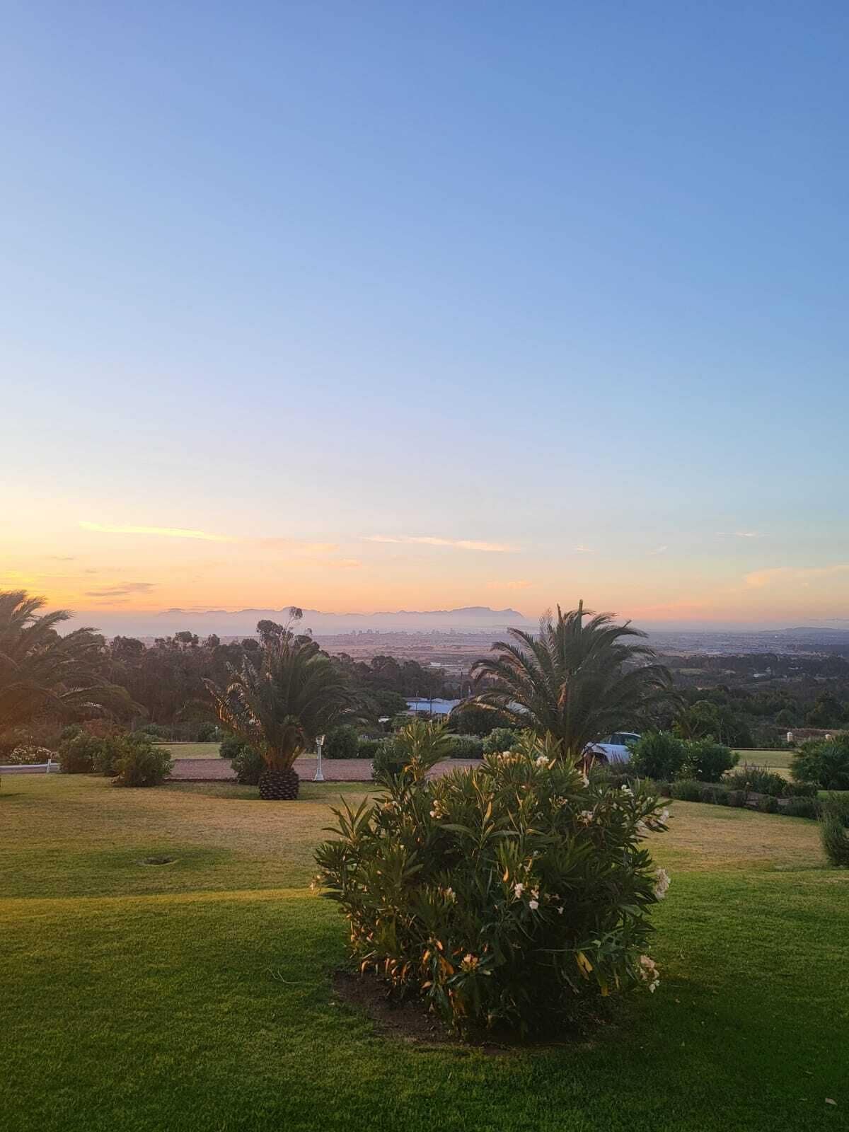 A grassy area with palm trees and a view of a cityscape in the distance.