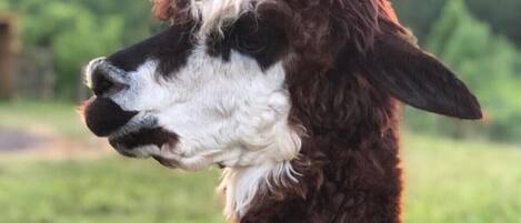 A llama with a brown coat and white markings, standing in a grassy field with trees in the background.