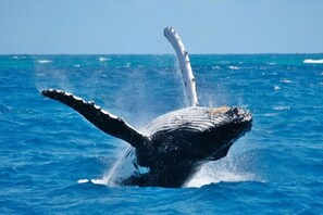 Een walvis springt uit het water, met staart en kop boven het oppervlak.