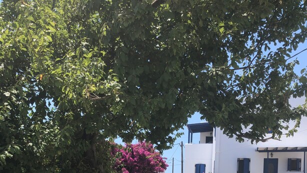 A paved pathway leading to a white building with blue accents, surrounded by greenery and a stone wall. - Apartment 'Cozy  For Rent In Kythera' with Shared Terrace, Wi-Fi and Air Conditioning (Κύθηρα)