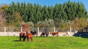A grassy field with a fence and trees in the background. - Ferma Gold | Double Room by PikHost (Tiranë)