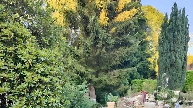 A garden with a water channel, various potted plants, and a tall tree. - Room “Domaine du Chêne” (La Vôge-les-Bains)
