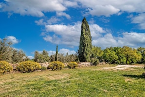 A landscaped garden with a stone wall, a tall cypress tree, and a variety of shrubs.