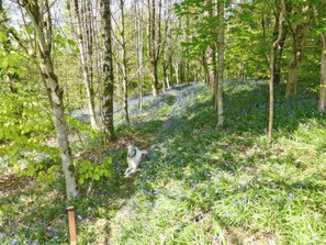 Property grounds - 1 bedroom accommodation in Tregaron (Tregaron)