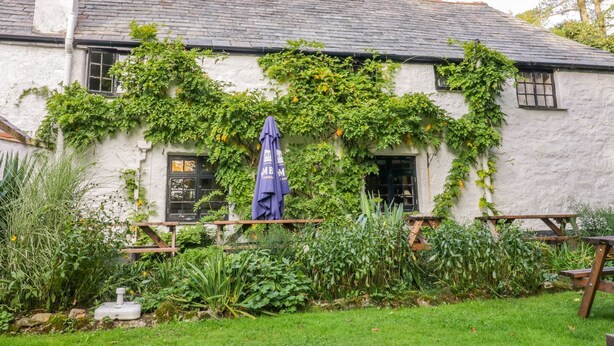 A white building with ivy-covered walls, a wooden bench, and a table with a blue umbrella. - Camellia Cottage (Bodmin)