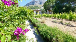 Un vignoble avec des rangées de vignes, un sentier étroit et une montagne en arrière-plan.