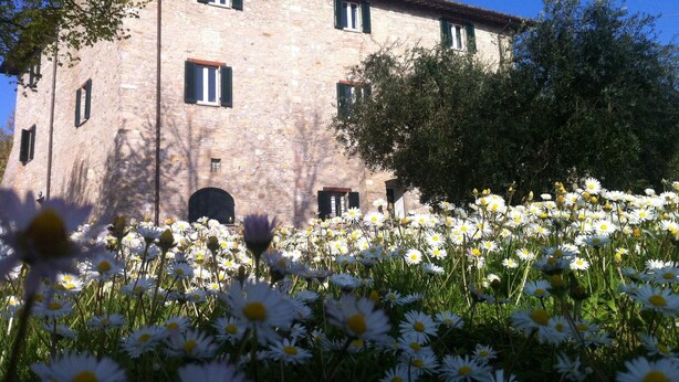A stone building with multiple windows and a door, surrounded by a field of daisies. - Ostello della Pace Assisi (Assisi)