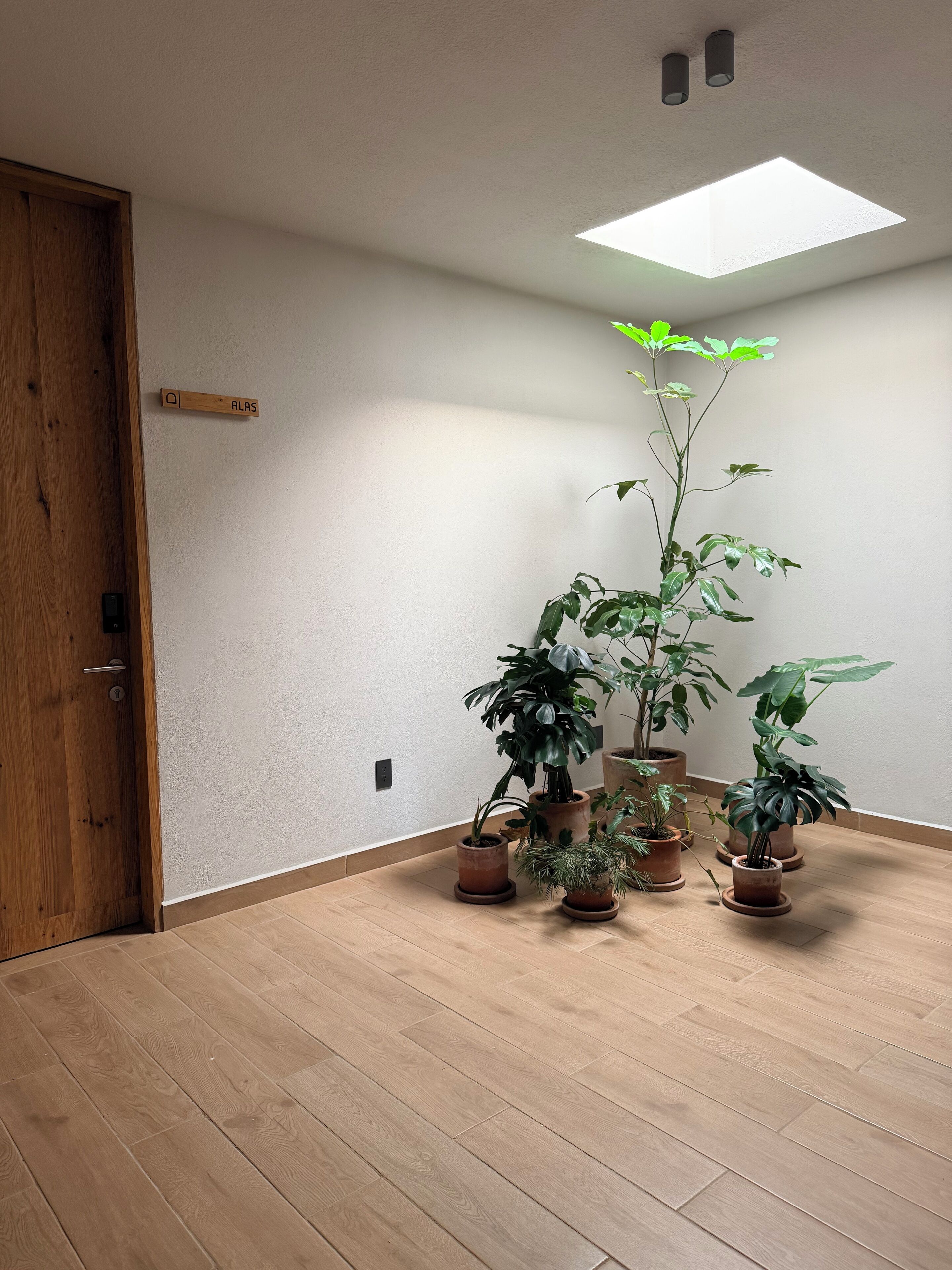 Una habitación con suelo de madera, tragaluz y varias macetas con plantas.