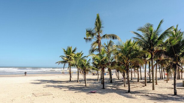 Ein Strand mit Palmen und dem Meer.