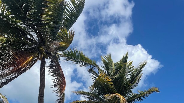 Ein Strand mit Palmen, sandigem Ufer und Meereswellen.