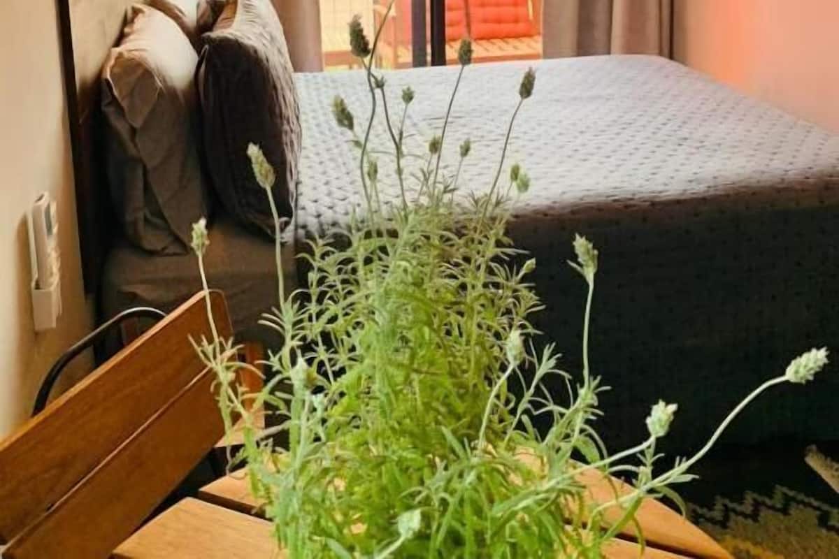 Habitación de hotel con cama, mesita de noche, lámpara, planta en maceta y vistas al exterior.