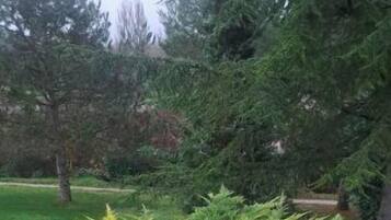 A paved patio area with a low hedge and a variety of trees in the background.