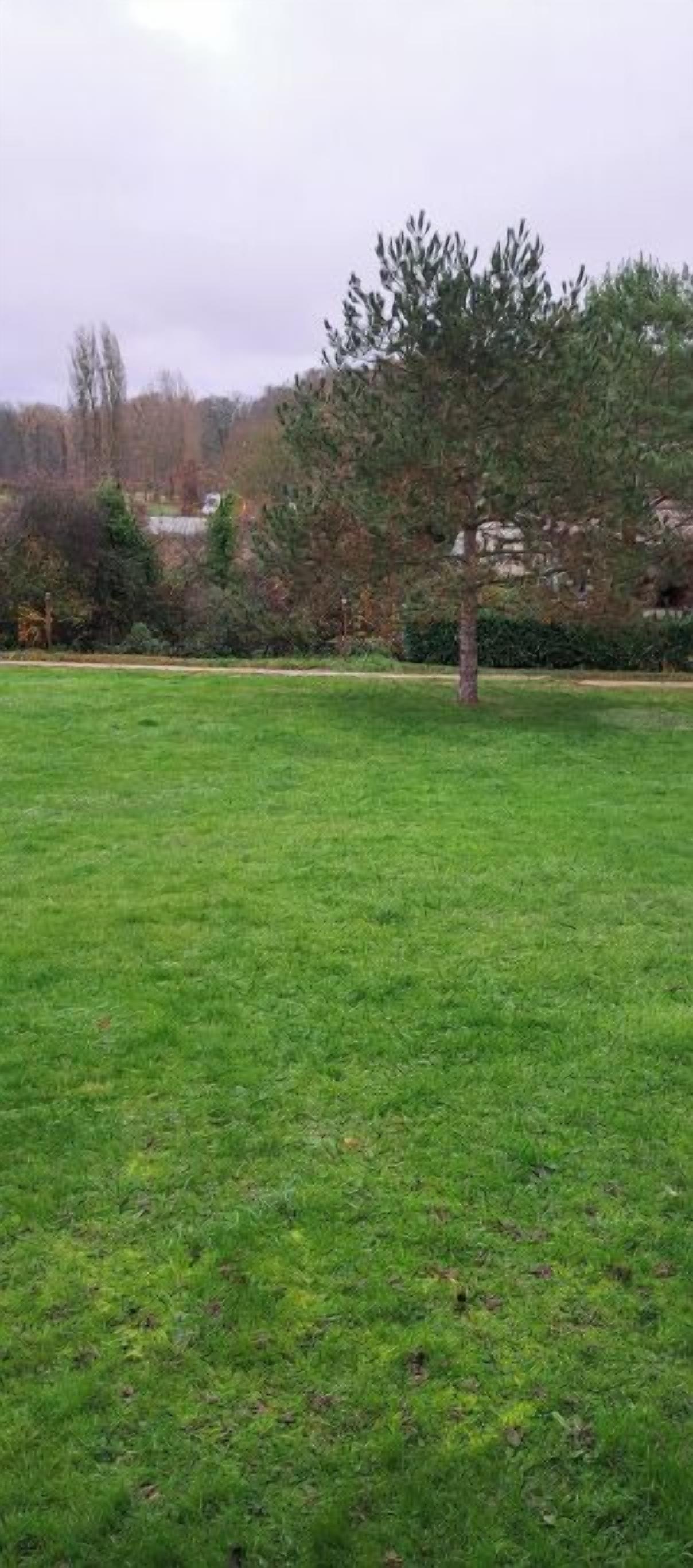 Ein grünes Feld mit einem einzelnen Baum in der Mitte.