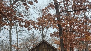 A small wooden cabin with a door and steps leading up to it, surrounded by trees and fallen leaves.
