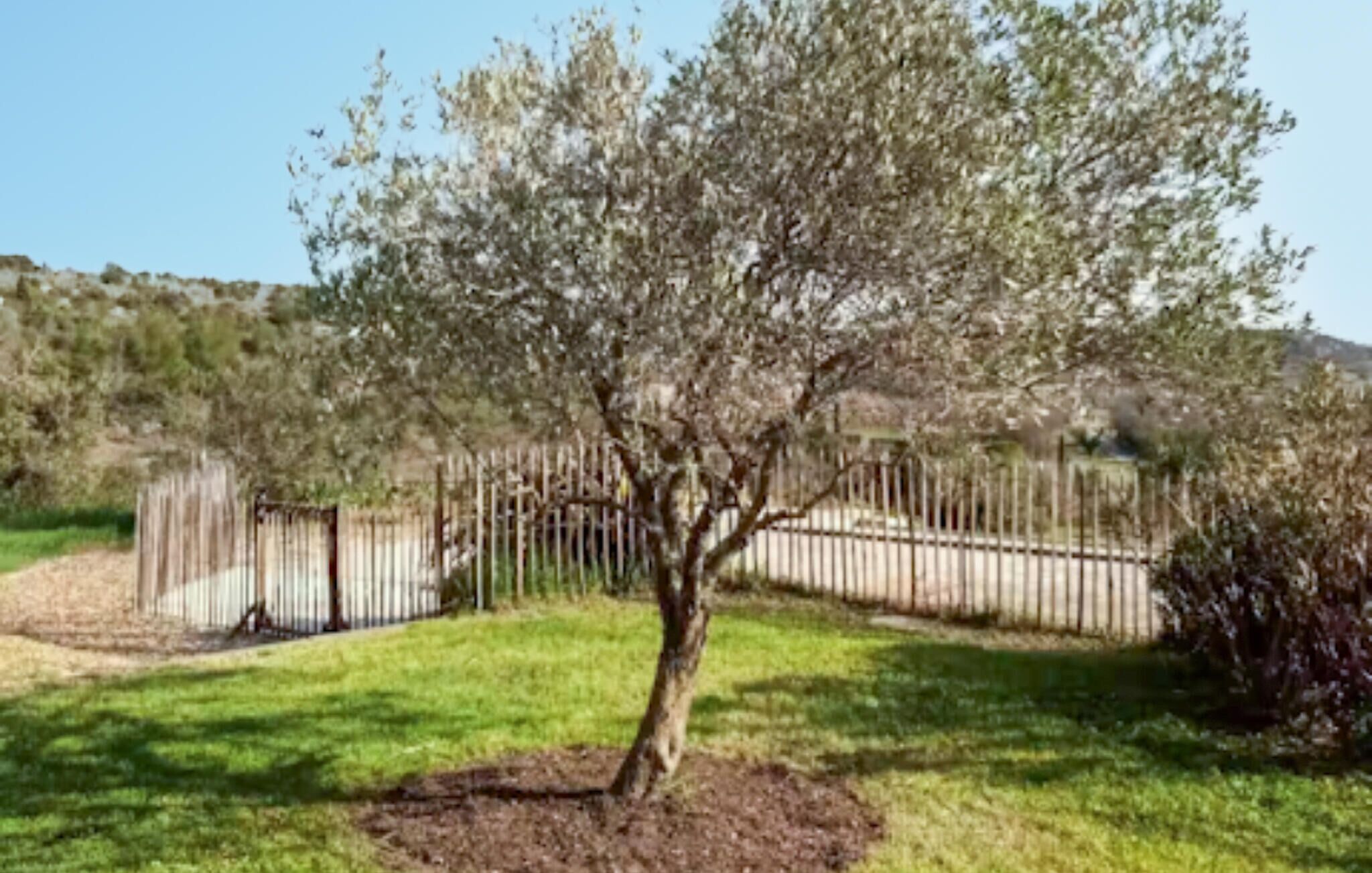 A tree in a landscaped area with a metal fence in the background.