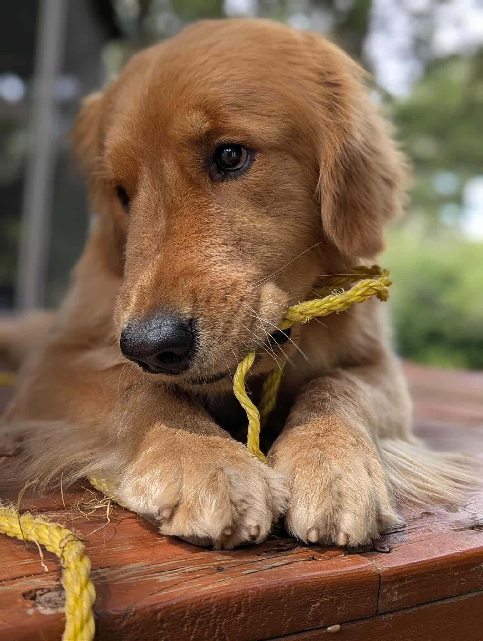 Un cachorro de golden retriever descansando sobre una superficie de madera con una cuerda amarilla.