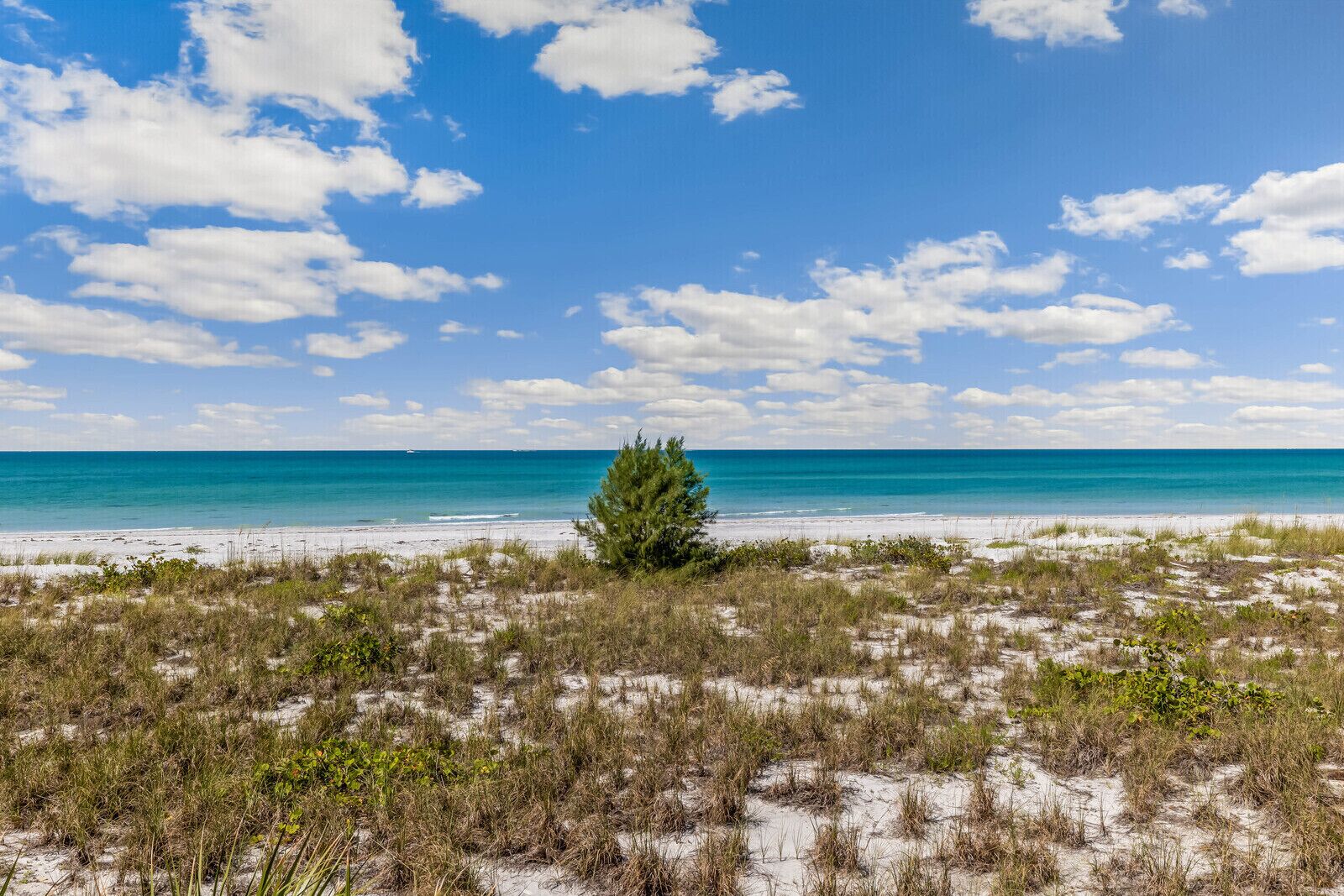 Ein Strand mit weißem Sand, blauem Himmel und einem einzelnen grünen Baum im Vordergrund.