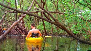 A person kayaking in a mangrove forest. - Gertrude's Siesta | 8-steps to Beach Path! 4-min Dining & Music! Hammocks, Snorkeling, Sunsets (Siesta Key)