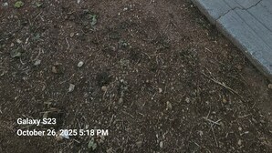 Una casa moderna de un solo piso con garaje, entrada para coches y una palmera.