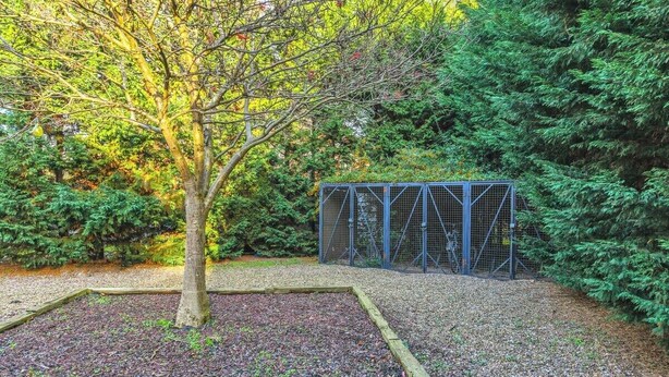 Un jardin avec un arbre, une clôture en métal et un feuillage dense.