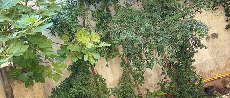 Comfort Triple Room, Patio, Courtyard View 3 | Terassi/patio