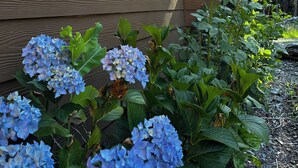 Una cabaña de madera con un ventanal grande y una puerta pequeña, rodeada de abundante vegetación y flores de hortensia.