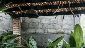 Un espace extérieur aménagé dans un style rustique, avec un mur en briques, de grandes plantes vertes et des paniers tressés.