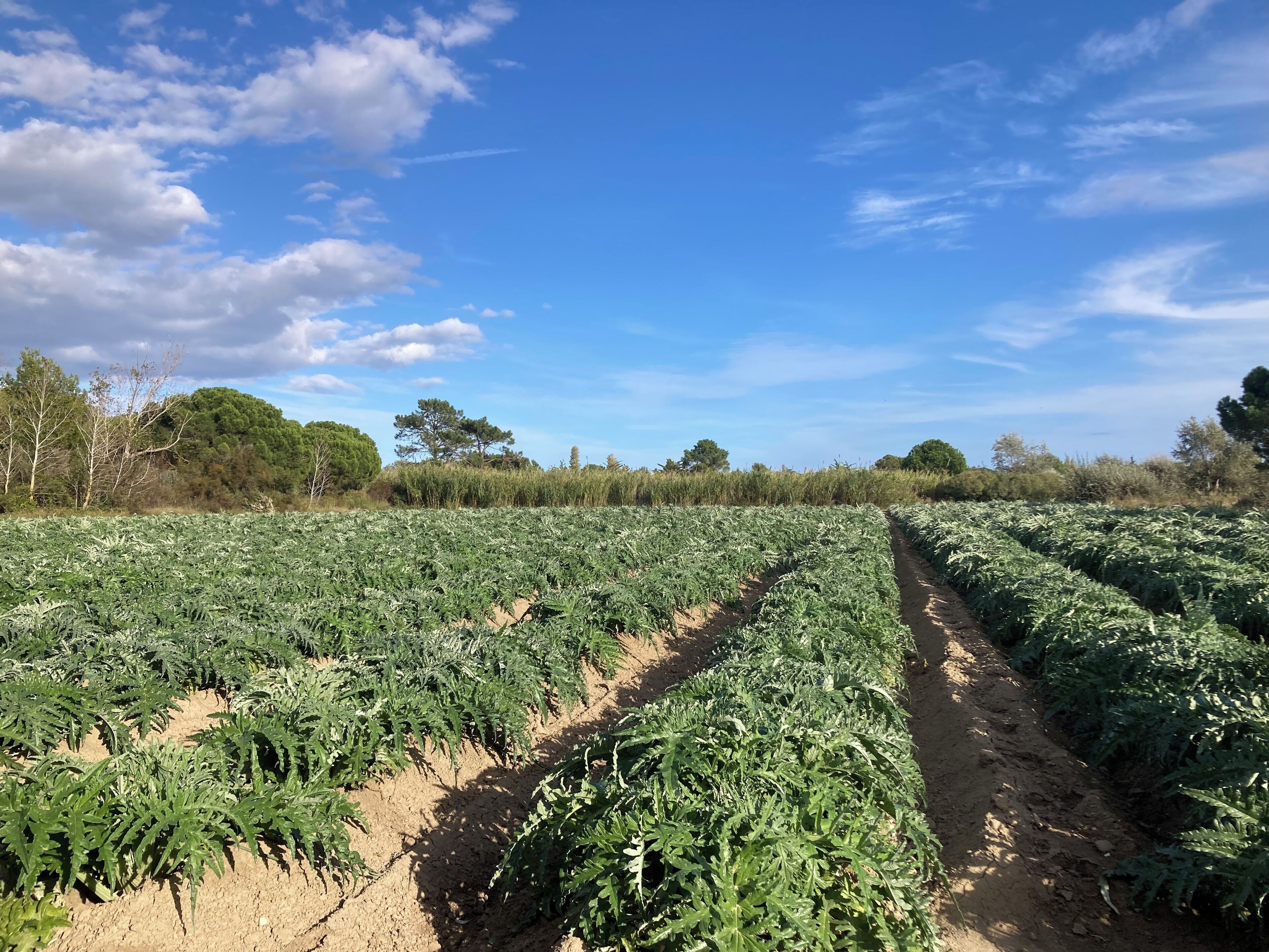 A field of crops with a dirt path running through it.