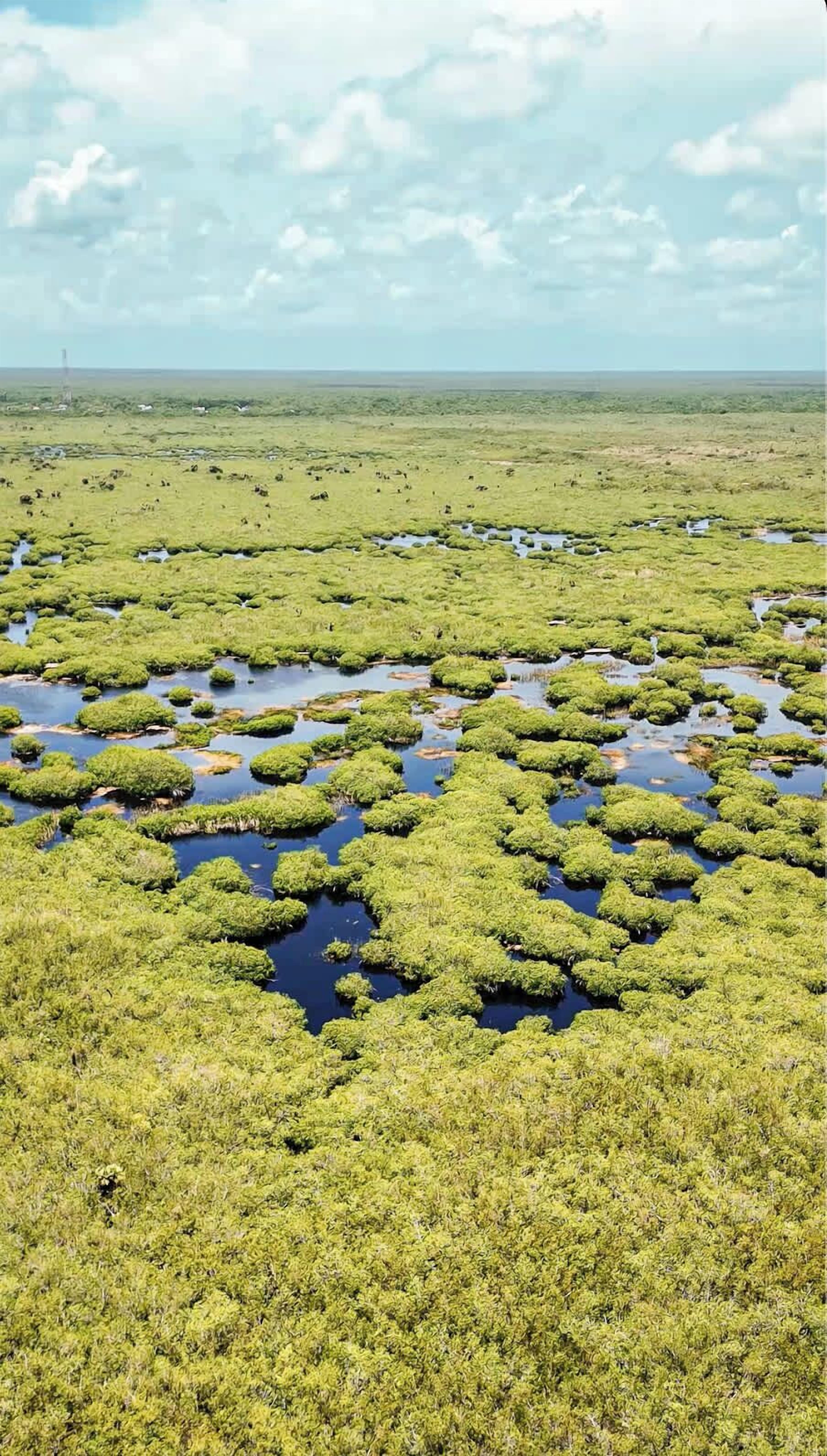 Een uitgestrekt moerasgebied met talloze kleine waterpoelen en dichte groene begroeiing.