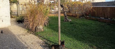 Een achtertuin met een grindpad, een houten omheining en een huis op de achtergrond.