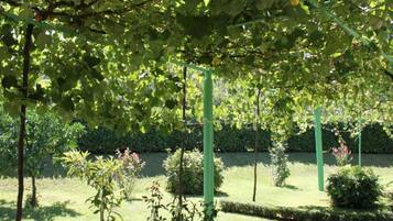 A garden with a pergola structure, various shrubs, and a neatly trimmed hedge.