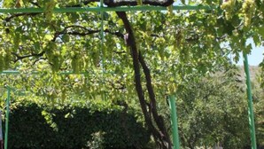 A tree with a green metal structure supporting its branches. - Elez Serenity Guesthouse - Twin room 7 (Medugorje)