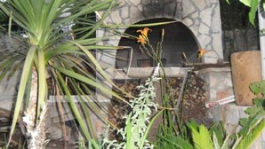 A stone building with a window and a door, surrounded by various plants. - Comfort Two Bedroom Apartment with Terrace (Rogoznica)