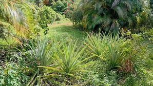 Property grounds - Room in Portland  (Stony Hill)