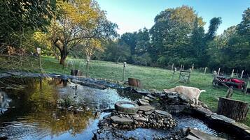 A pond with rocks and a dog in the background.