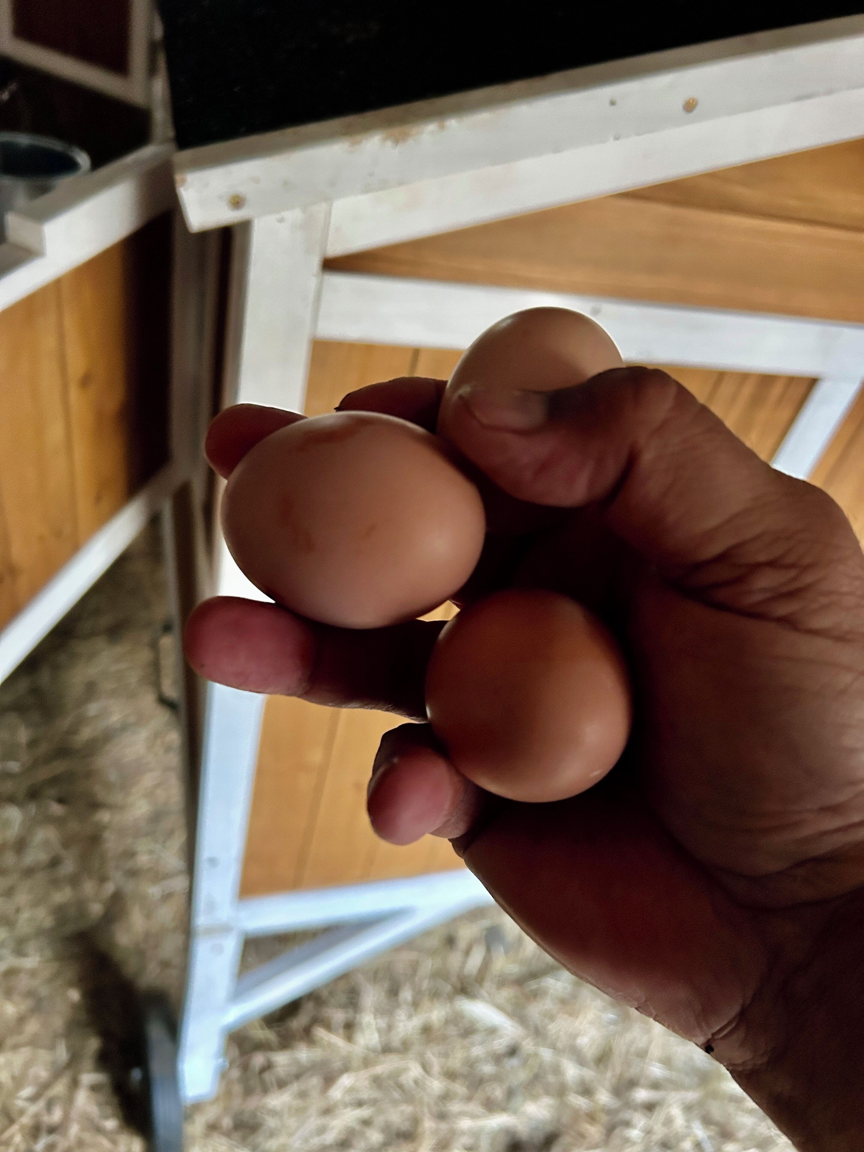 Eine Hand hält zwei Eier.