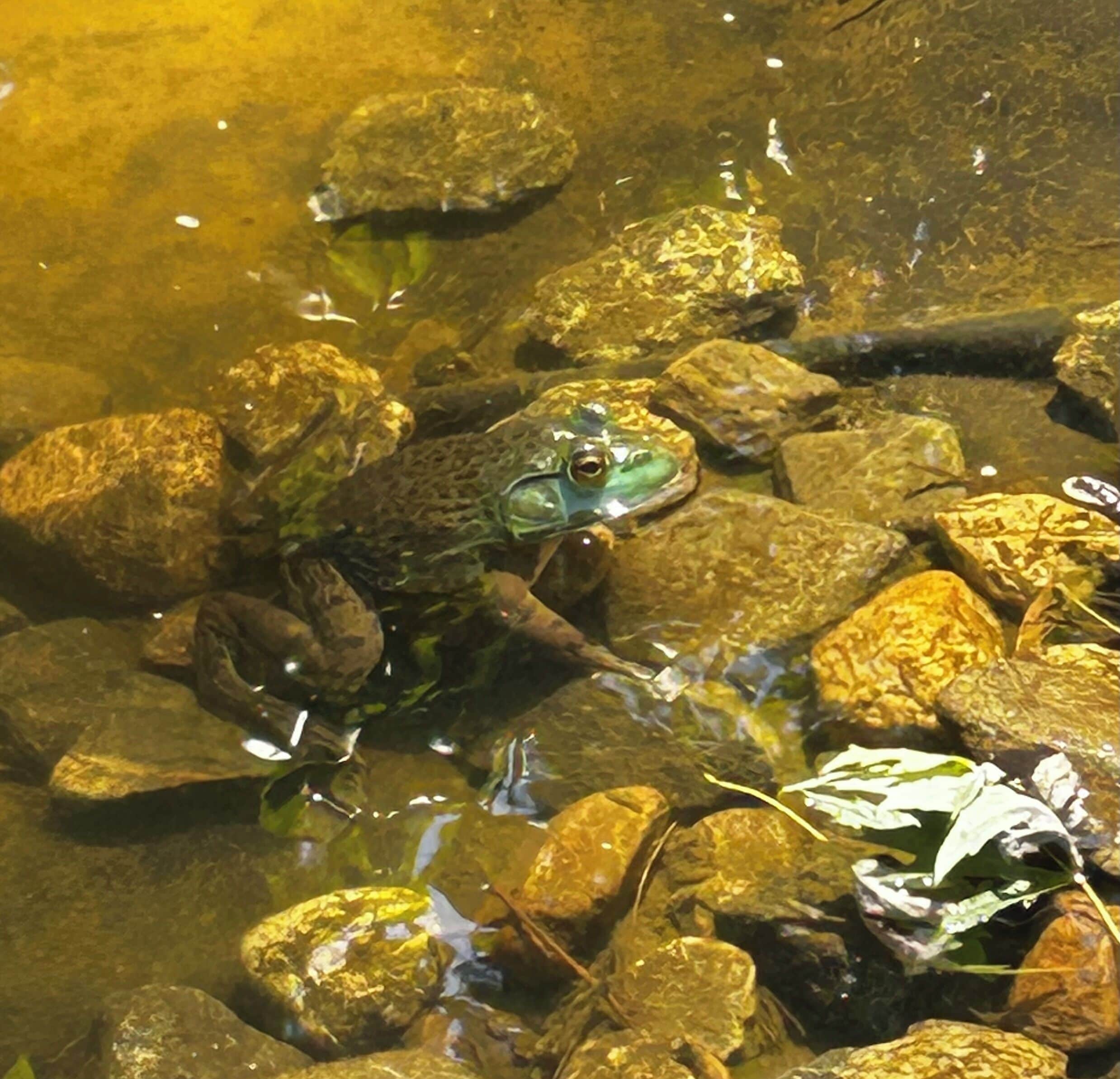 Une grenouille sur des rochers, dans un plan d’eau.