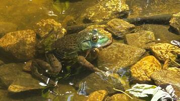 Une grenouille sur des rochers, dans un plan d’eau.